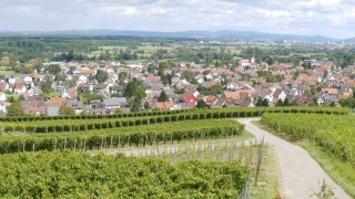 Blick auf die Gemeinde Schallstadt vom Batzenberg