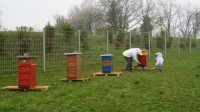 Aufstellung der Bienenstöcke in Lahr.